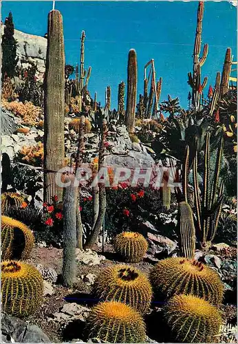 Cartes postales moderne La Cote d Azur Jardin exotique