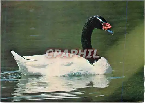 Cartes postales Cygne Canard