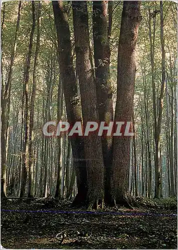 Ansichtskarte AK En foret de Lyons Un bel arbre a quatre troncs