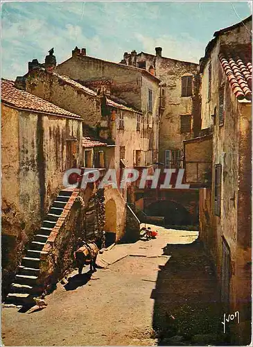 Cartes postales moderne La Corse oasis de Beaute Calvi Vieilles maisons dans la basse ville Ane Donkey