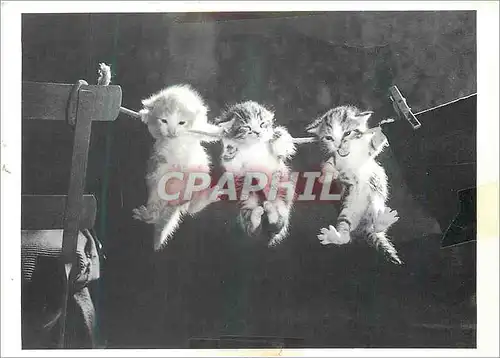 Cartes postales moderne Chats Chatons