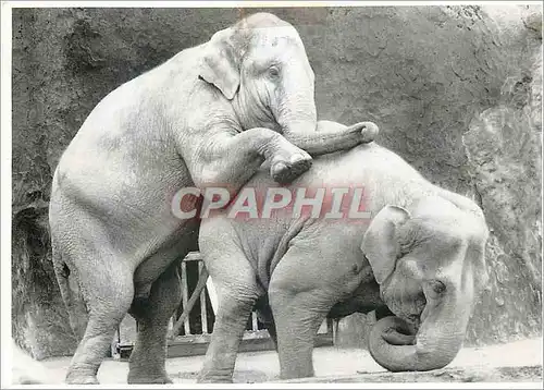 Cartes postales moderne Coos Dam Elephants