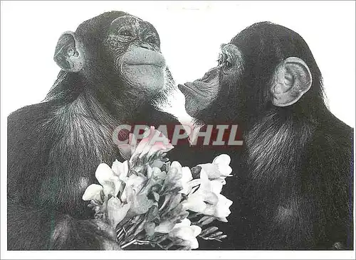 Moderne Karte Dites le avec des fleurs Singes Chimpanzes