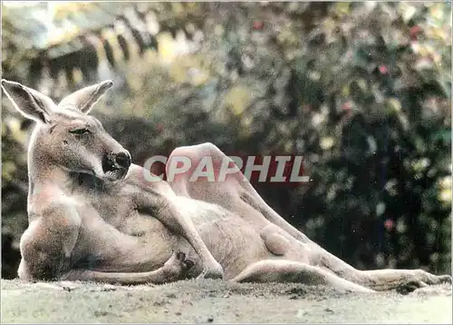 Cartes postales moderne Kangourou Kangaroo