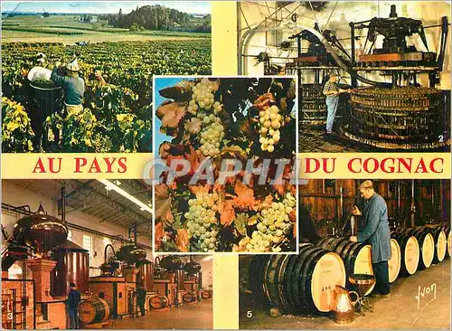 Cartes postales moderne Cognac Charente Vendanges aux ets Hennessy