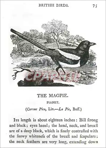 Cartes postales moderne Thomas Bewick Woodcut from British Birds Land Birds Victoria and Albert Museum