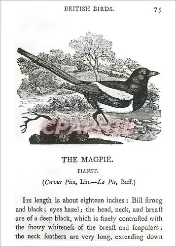 Moderne Karte Thomas Bewick Woodcut from British Birds Land Birds Victoria and Albert Museum
