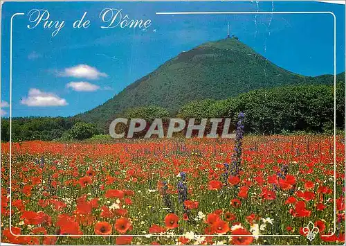Cartes postales moderne L Auvergne Pittoresque Champ de Coquelicots au pied du Puy de Dome