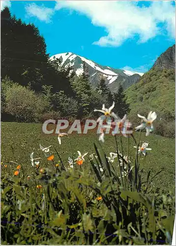 Cartes postales moderne L Auvergne Touristique Massif du Sancy