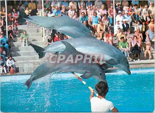 Cartes postales moderne Marineland Costa Brava Prov Barcelona Dauphin