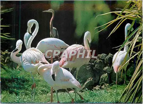 Cartes postales moderne Marineland Costa Brava Prov Barcelona Flamants roses