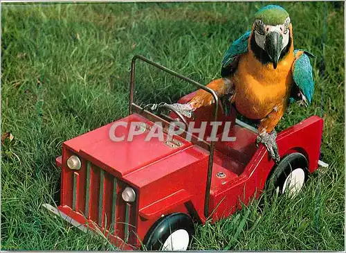 Cartes postales moderne Marineland Costa Brava Prov Barcelona Perroquet