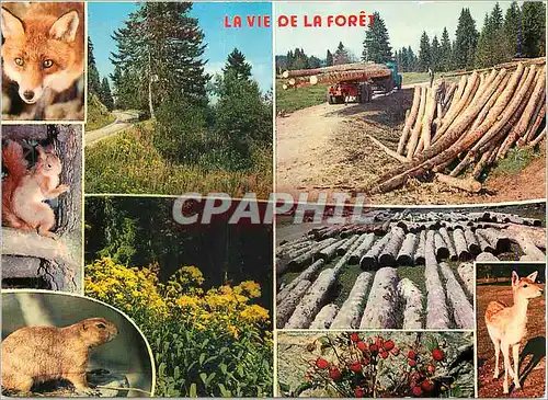 Moderne Karte La vie de la foret Renard Chevreuil Ecureuil