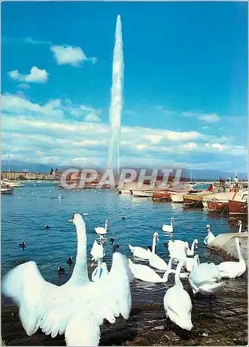 Cartes postales moderne Geneve La rade avec les cygnes et le jet d eau