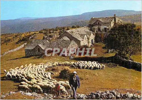 Cartes postales moderne Depart pour le paturage Moutons