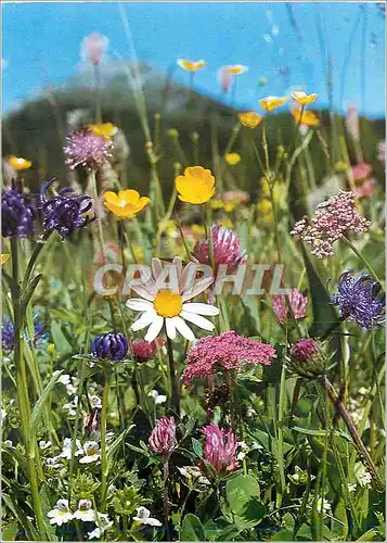 Cartes postales moderne Fleurs des champs