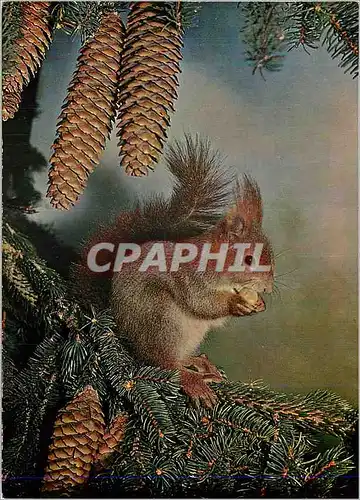 Cartes postales moderne Ecureuil