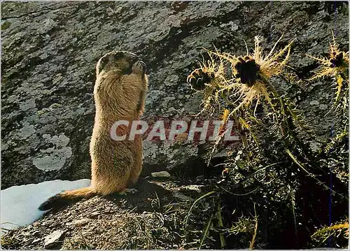 Cartes postales moderne Marmotte