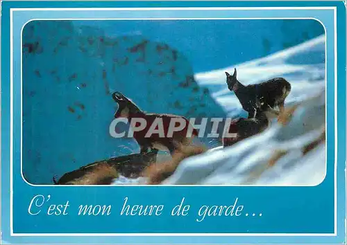 Cartes postales moderne C est mon heure de garde