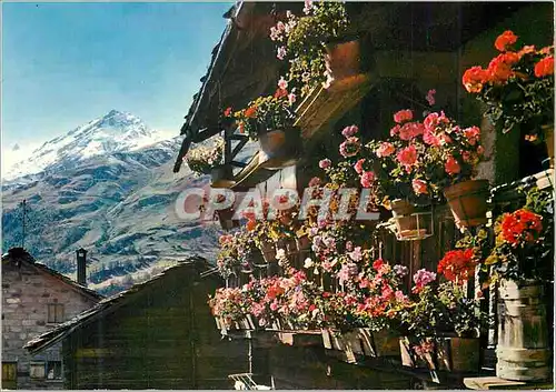 Cartes postales moderne Chalet fleuri du Val d Herens