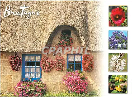 Cartes postales moderne Bretagne Les grappes de fleurs a l assaut des vieilles pierres