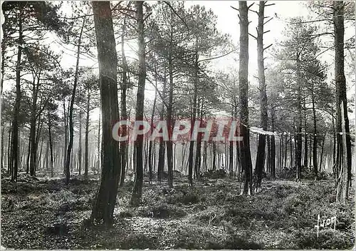 Cartes postales moderne Les Landes de Gascogne Foret de Pins en Gemmage