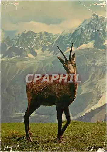 Moderne Karte Le Chamois Faune des Alpes