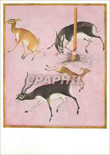Cartes postales moderne Antilope Cervicapra (Murad Vers 1630)