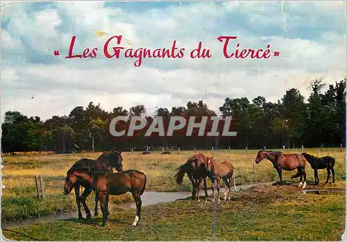 Cartes postales moderne Les Gagnants du Tierce Chevaux