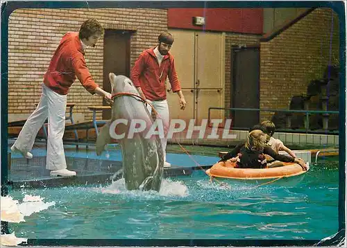 Cartes postales moderne Dolfinarium Sint Michiels Brugge Dauphins