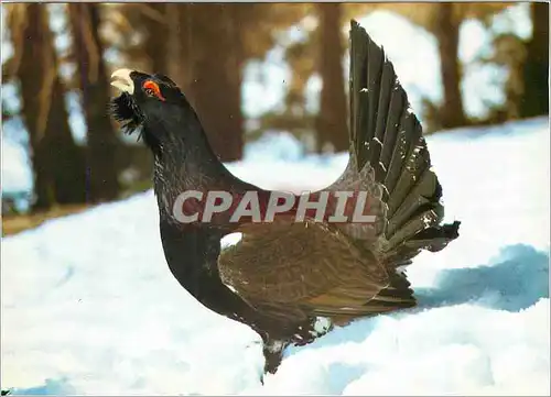 Cartes postales moderne Tetrao urogallus L Auerhahn in der Balz Coq de bruyere Mountain cock