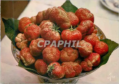 Cartes postales moderne Les Belles Fraises de Plougastel Daoulas La Bretagne en Couleurs