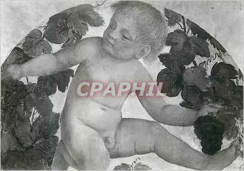 Cartes postales moderne Milano Pinacoteca di Brera Putto sous une treille