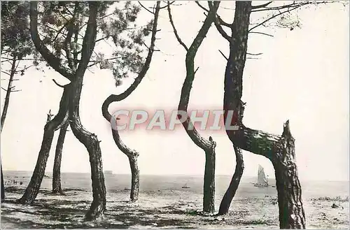 Moderne Karte Ile d'Oleron Bayardville Les Pins Tordus Bordant la Plage