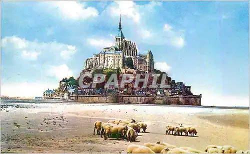Moderne Karte Le Mont Saint Michel (Manche) Moutons dans la Baie