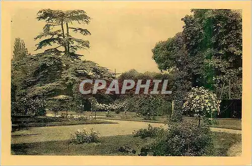 Cartes postales moderne Chateau de la Malmaison Roseraie et Cedre de Morengo