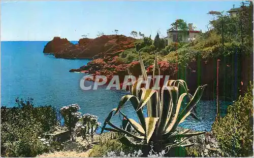 Cartes postales moderne La Mediterranee Falaises de la Corniche d'Or