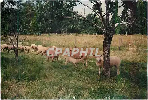 Cartes postales moderne Moutons