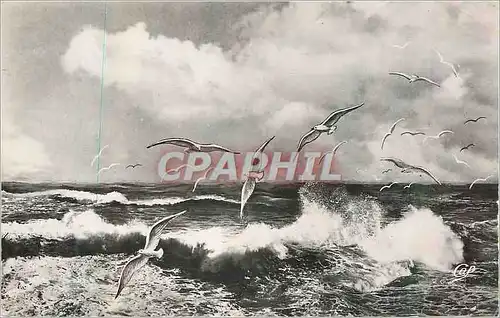 Cartes postales moderne Barneville sur Mer Vol de Mouettes sur la Mer