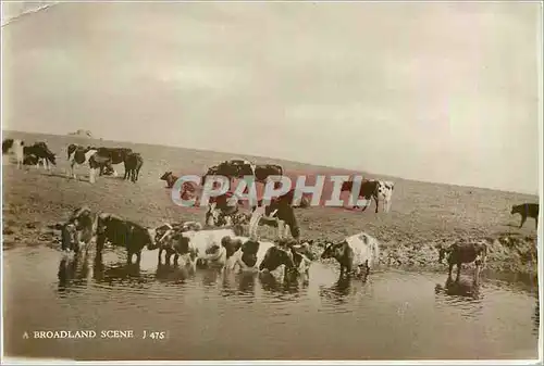 Cartes postales moderne Broadland Scene Vaches