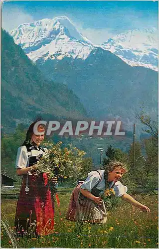 Cartes postales moderne Switzerland Wilderswil (Interlaken)