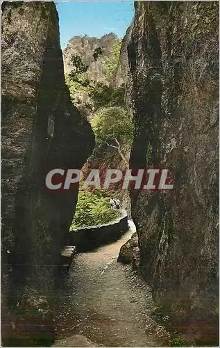 Cartes postales moderne Amelie les Bains (P O) Les Gorges du Mondony