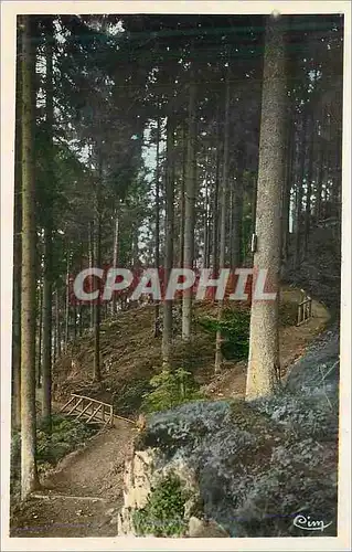 Cartes postales moderne Remiremont (Vosges) Sous Bois