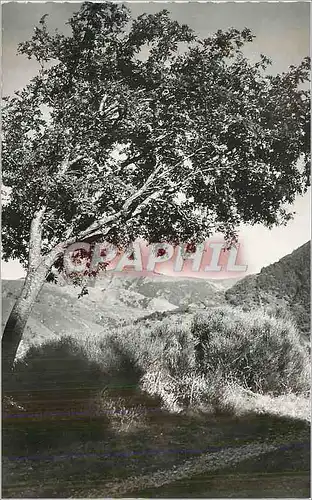 Cartes postales moderne La Bastide (Lozere) Route de St Laurent les Bains