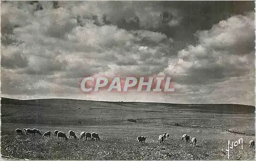 Cartes postales moderne Les Gorges du Tarn Le Causse Mejean Moutons