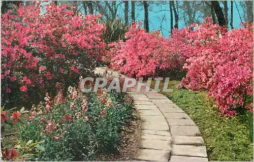 Cartes postales moderne Rip Van Winkle Gardens Jefferson Island La