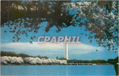 Cartes postales moderne The Washington Monument As seen from across the Tidal Basin during the blooming of the cherry tr