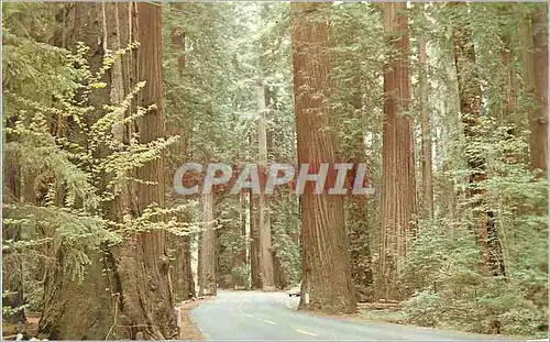 Moderne Karte Among the redwoods of California