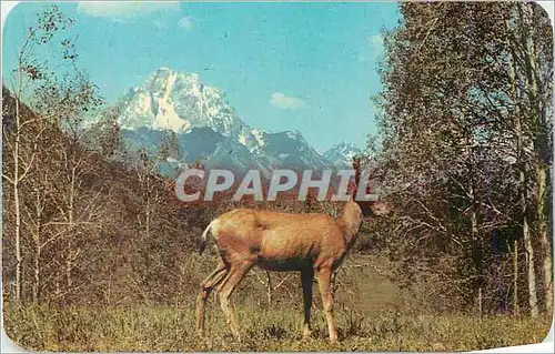 Cartes postales moderne Wild dear in setting of mountains and aspens
