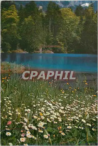 Cartes postales moderne Blausee Berner Oberland Lac Bleu